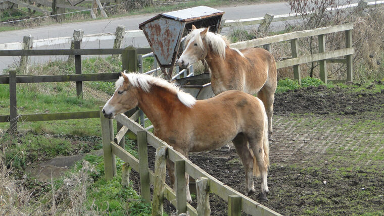 Haflinger Horses standing behind a woodenfence