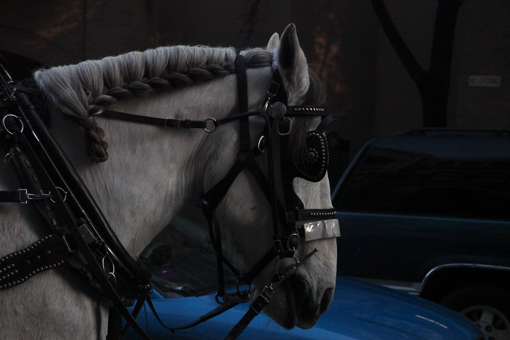 Horse braided mane