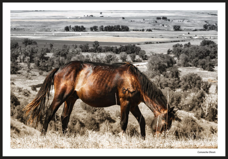 The Most Legendary War Horses That Carried Kings and Generals ...