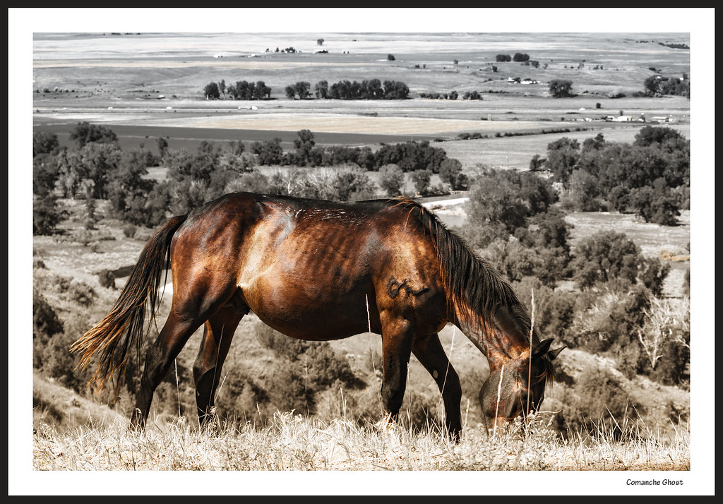 General George Armstrong Custer's Horse, Comanche eating grass