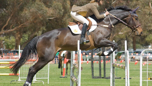 a man sit on the backoff the horse