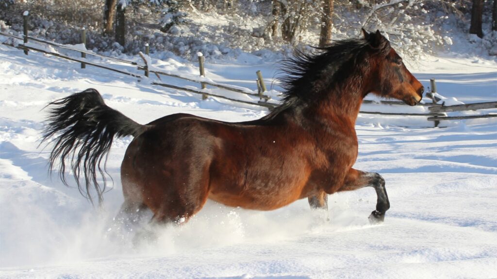 a horse running through the snow in a fenced in area