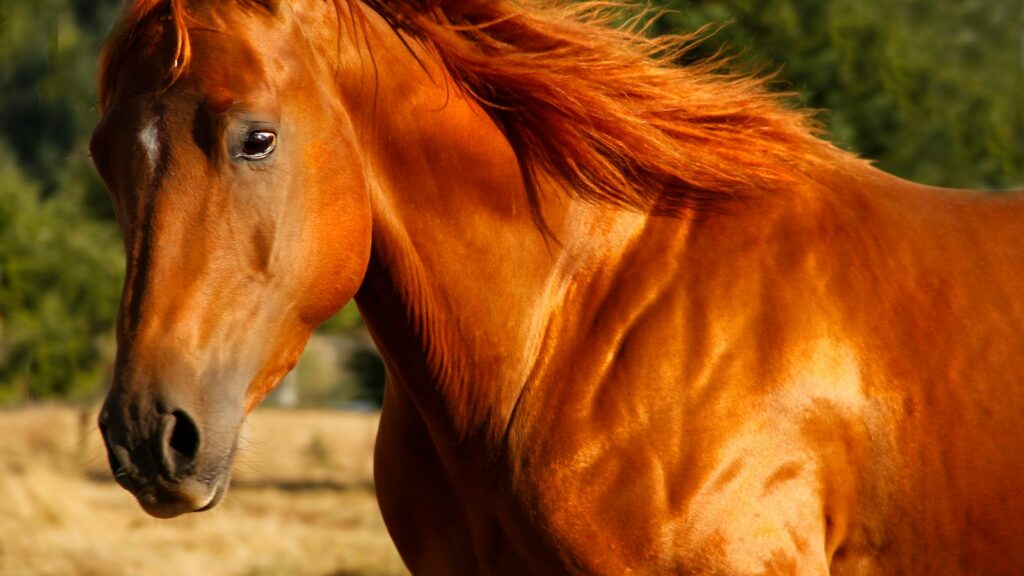 brown horse on brown field during daytime