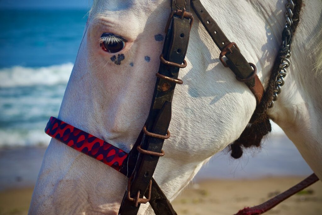 Close up of a calm white horse on a beach
