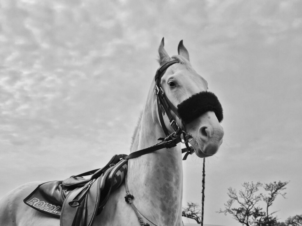 A couple of horses stand near each other