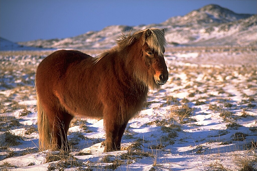 1024px-IcelandicHorseInWinter (2)