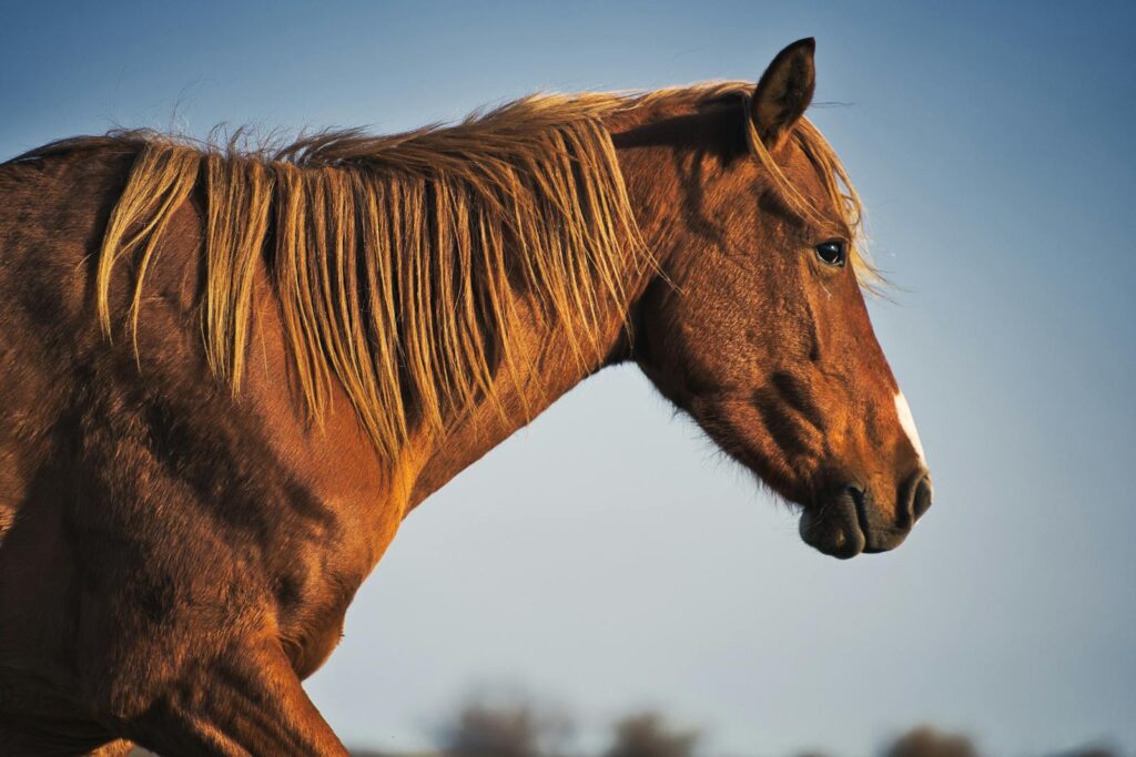 Close-up side view of a brown horse