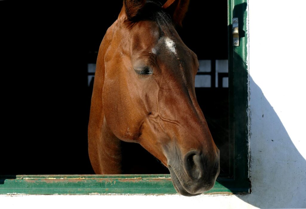 Horse peeking out from a stable
