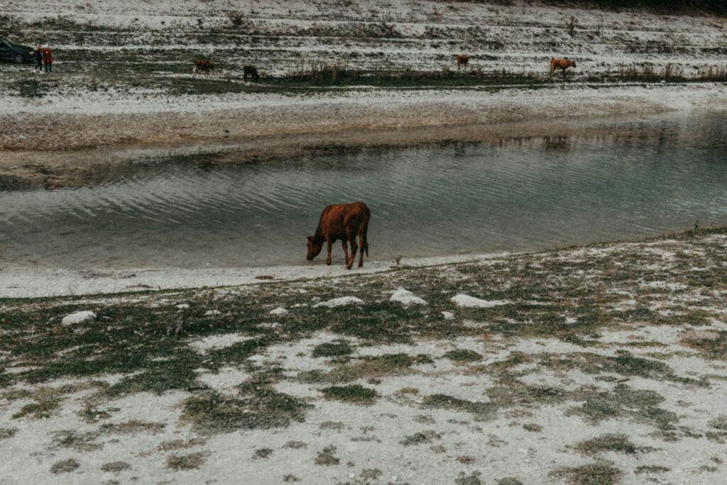 A brown horse drinks water from a serene pond in an open grassy area, surrounded by nature.