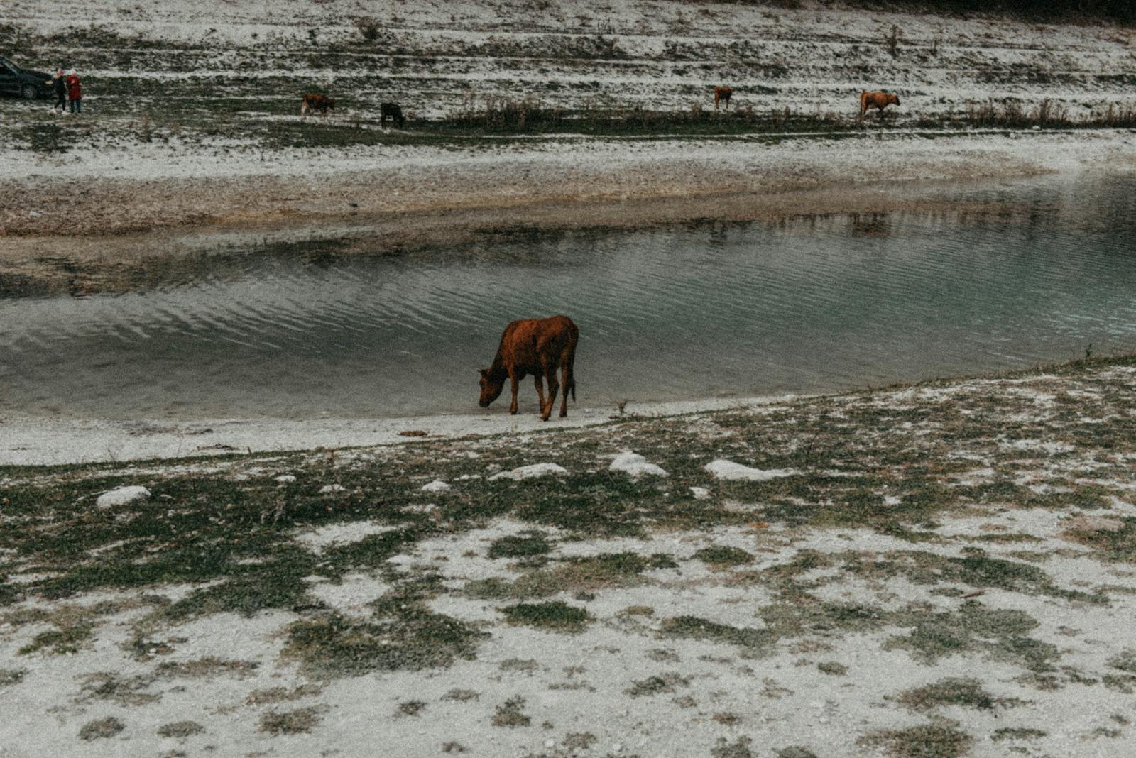 A brown horse drinks water from a serene pond in an open grassy area, surrounded by nature.
