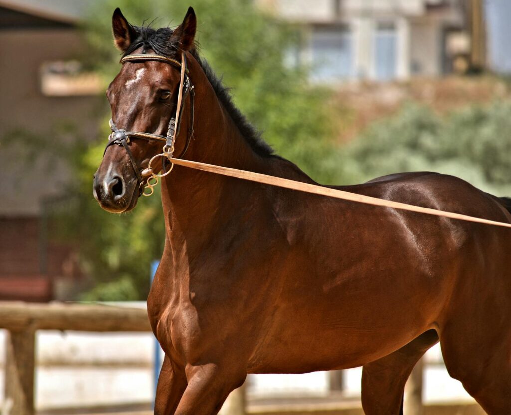 Close-up of a majestic brown stallion