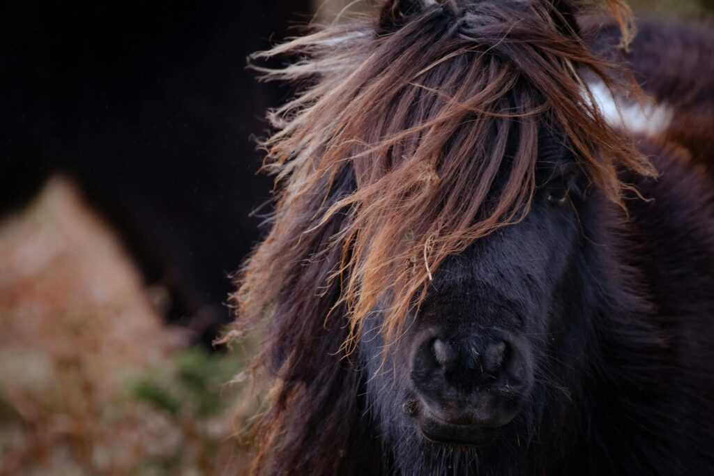Detailed portrait of a Shetland pony showcasing its distinctive mane in an outdoor setting.