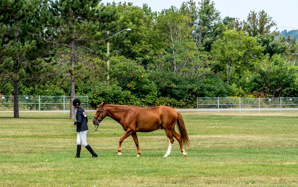 show horse and young trainer