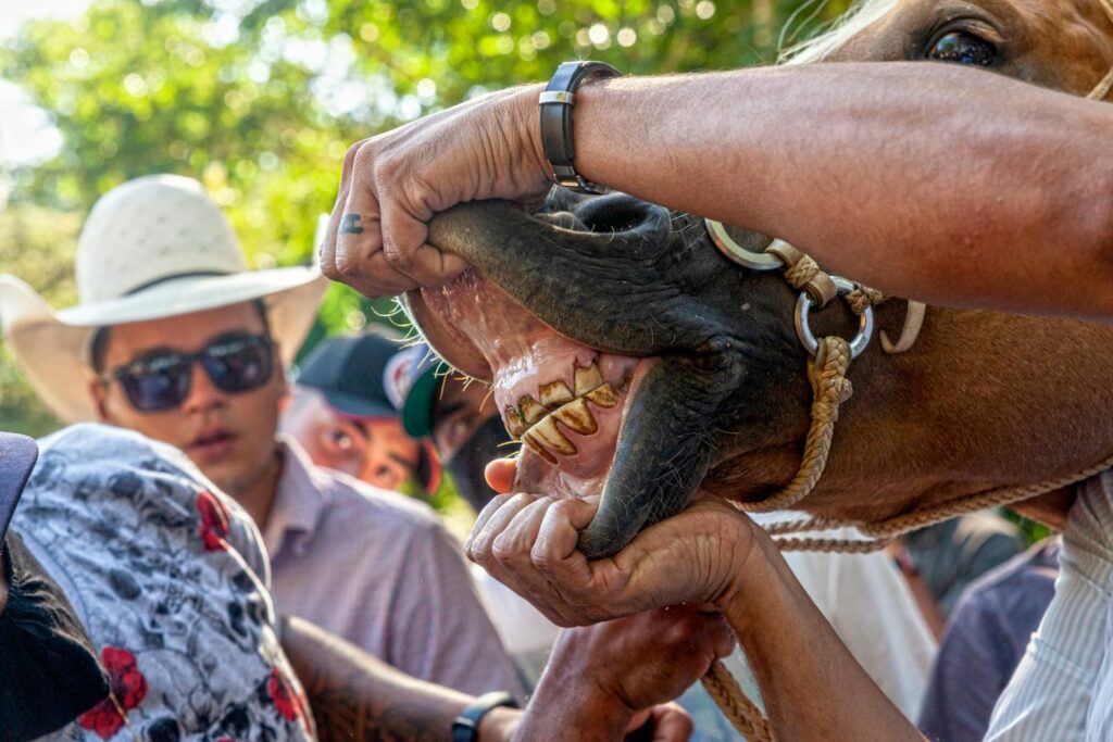 Cowboys in Itariri, Brazil, examining horse's teeth for health check