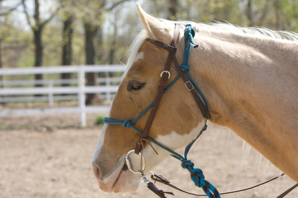 Close-up of a horse wearing a bridle