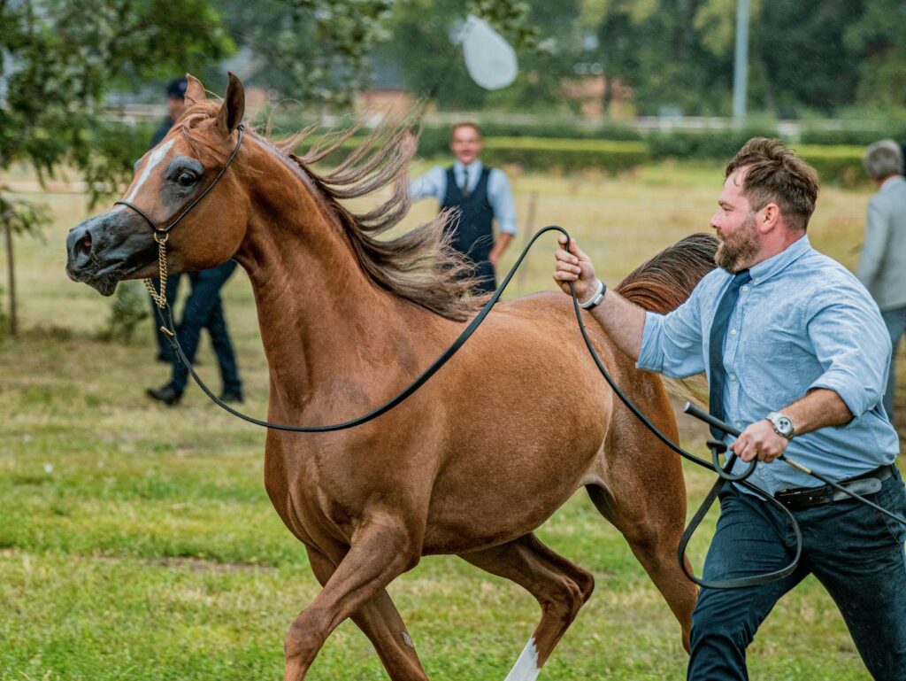 Man skillfully leads a spirited horse