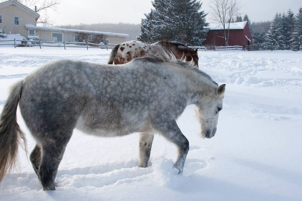Horse pawing at the snow