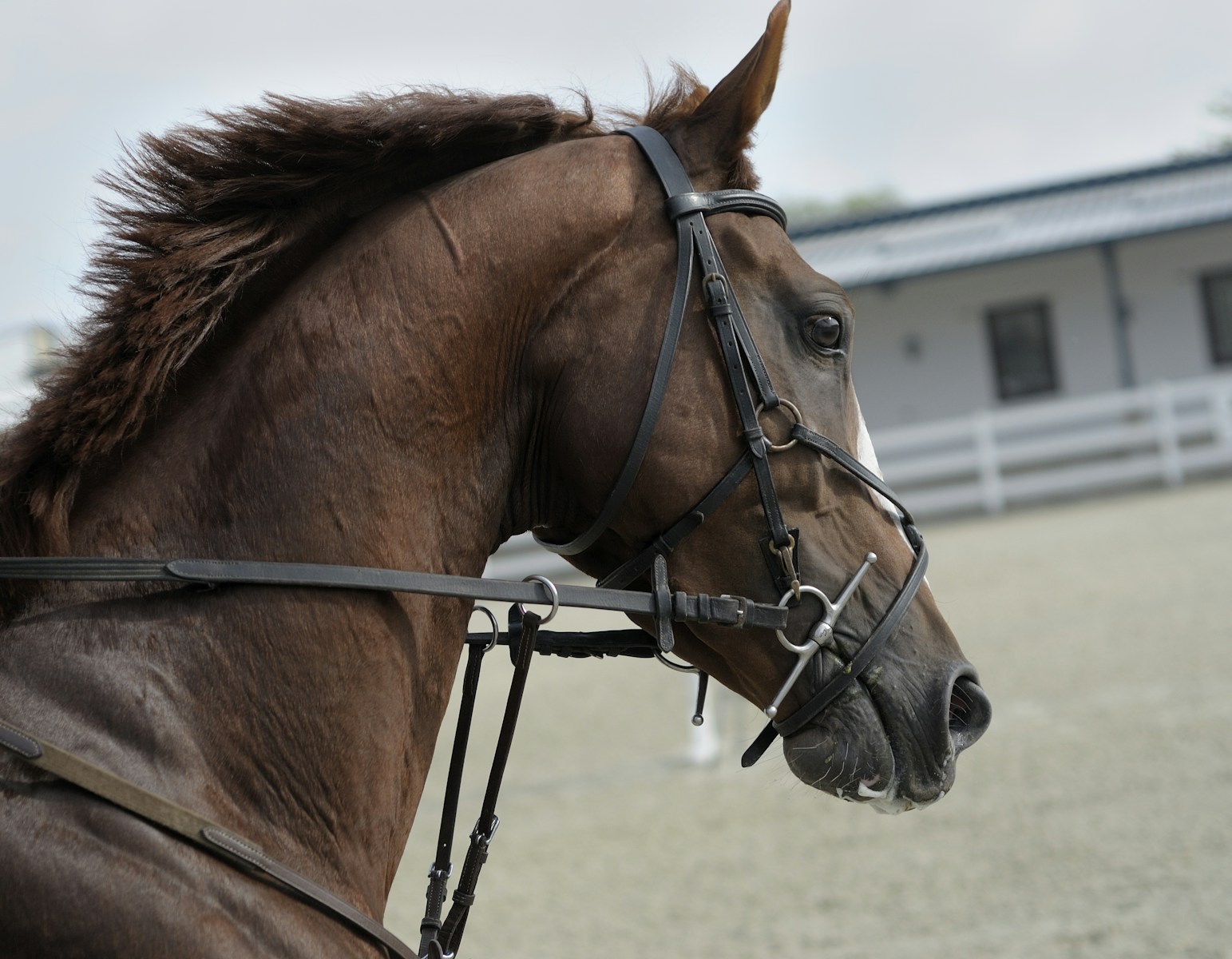 Brown horse