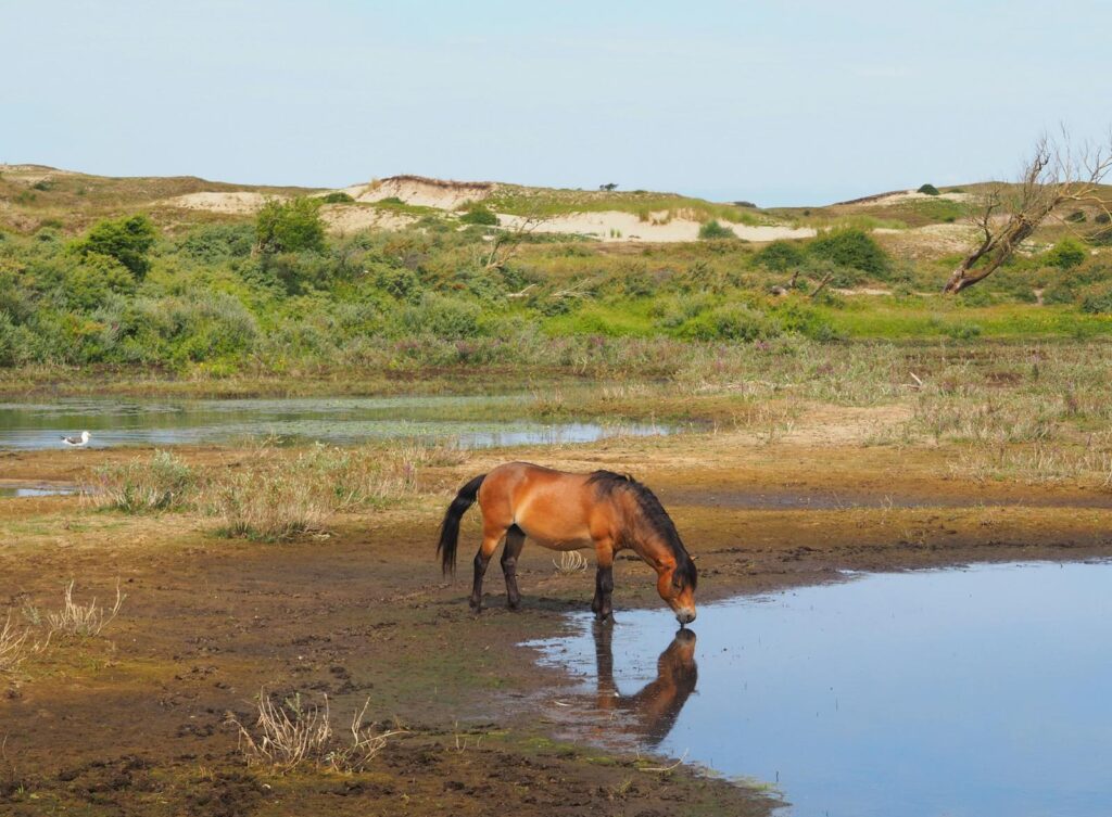 A wild horse at Egmond aan den Hoef, Netherlands, drinks from a reflective pool surrounded by lush greenery.