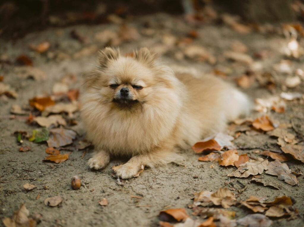 Cute Pomeranian Spitz dog lying on the ground surrounded by autumn leaves.