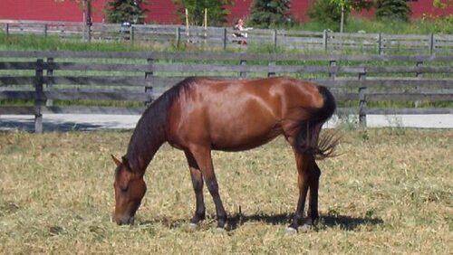 Horse is eating grass in the field