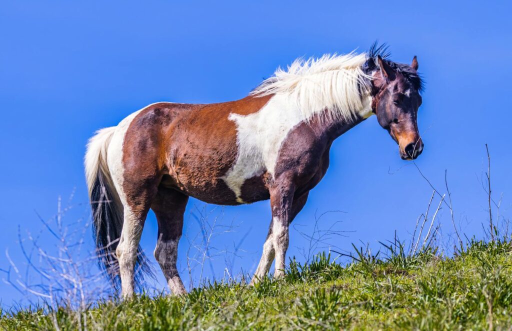 A beautiful spotted horse grazes on a grassy hill under a vibrant blue sky, capturing nature's serenity.
