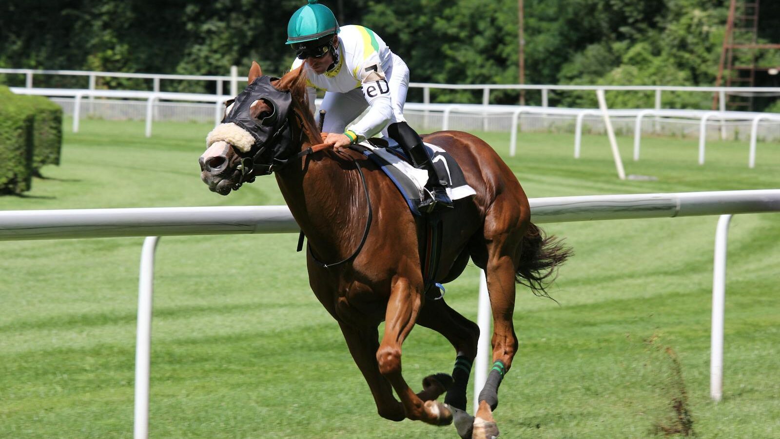 A thrilling horse racing scene with a jockey urging the horse forward on a sunny day.
