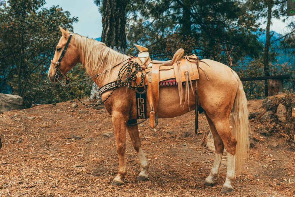 A beautifully saddled horse standing in the rustic outdoors of Mexico's countryside.