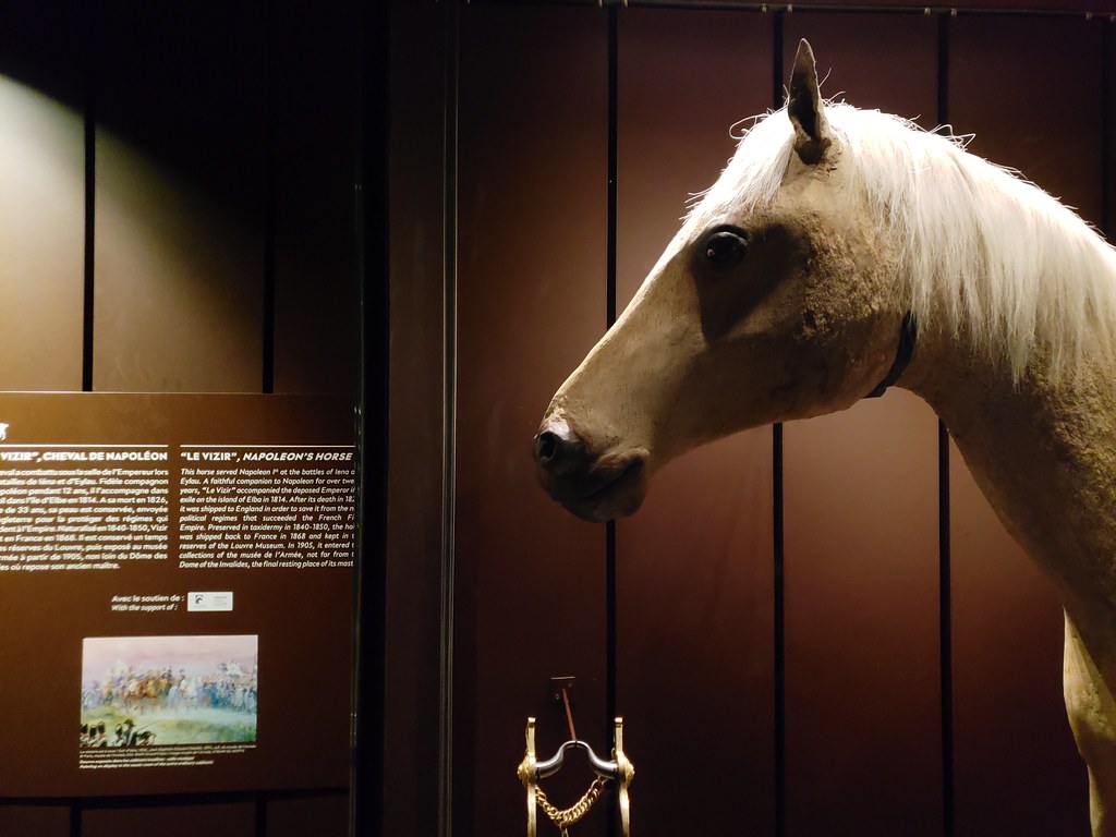 Napoleon's Last Horse: Vizir stuffed on display