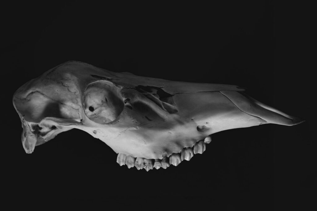 Close-up of a horse skull in black and white on a black background
