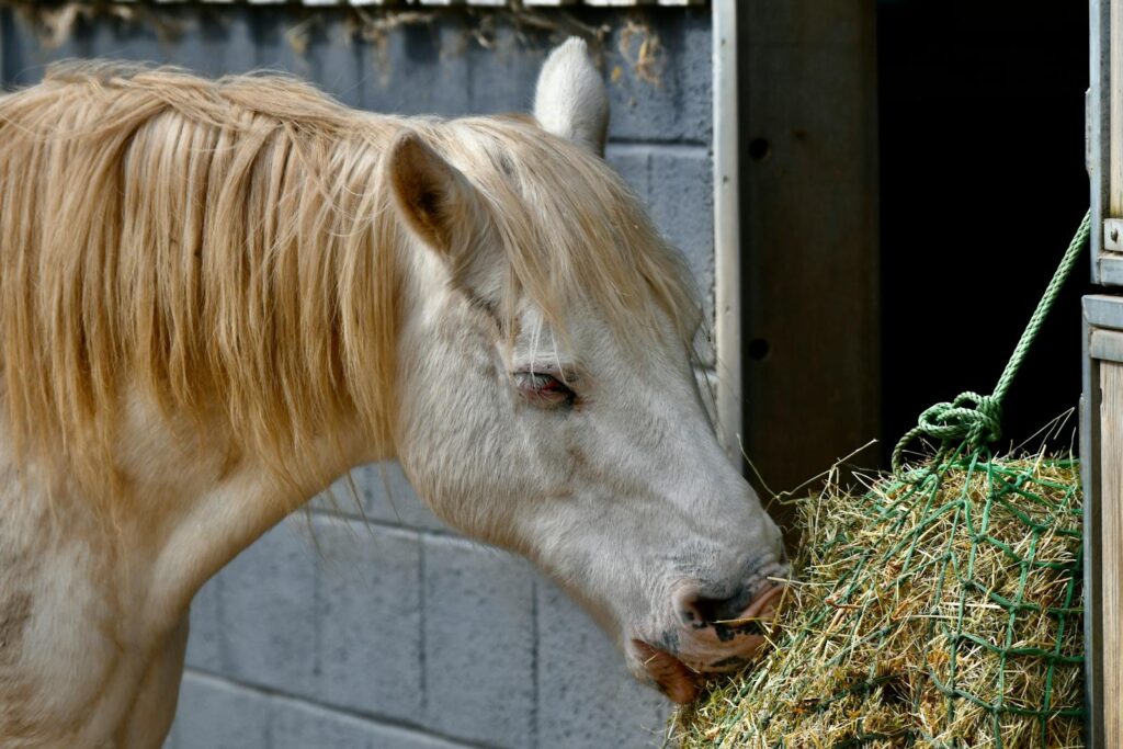 A white horse enjoying hay from a net inside a stable, captured close-up.