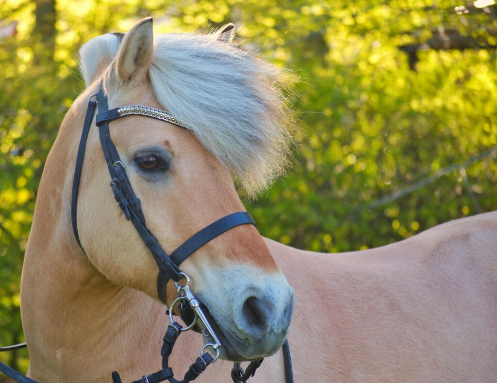Close-up shot of a Norwegian Fjord Horse