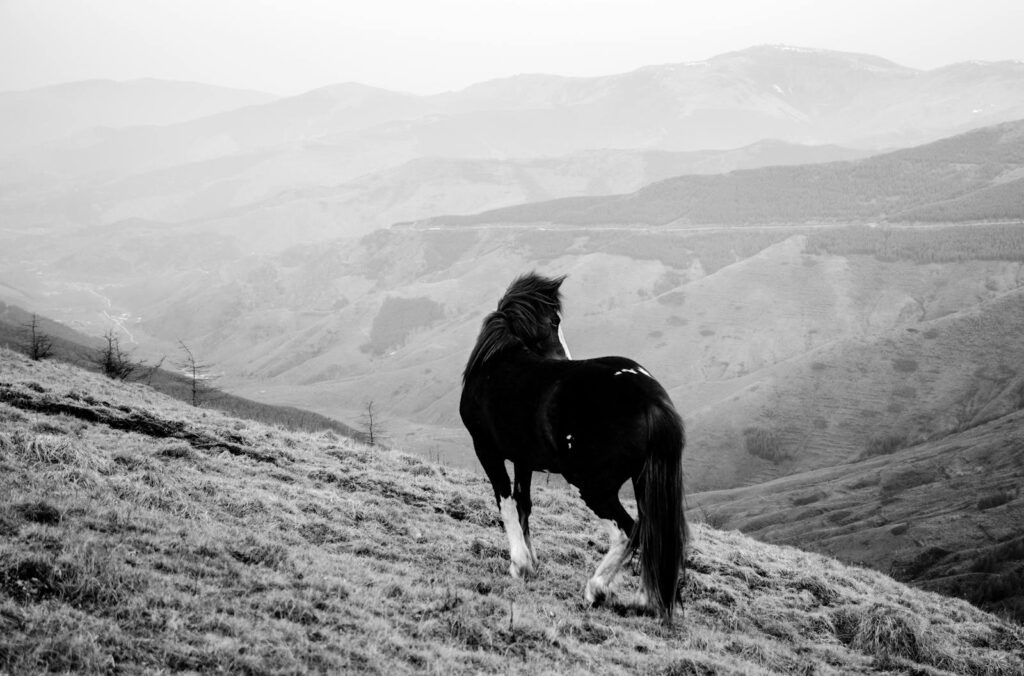 Solitary horse overlooks a vast, misty mountain range in black and white.