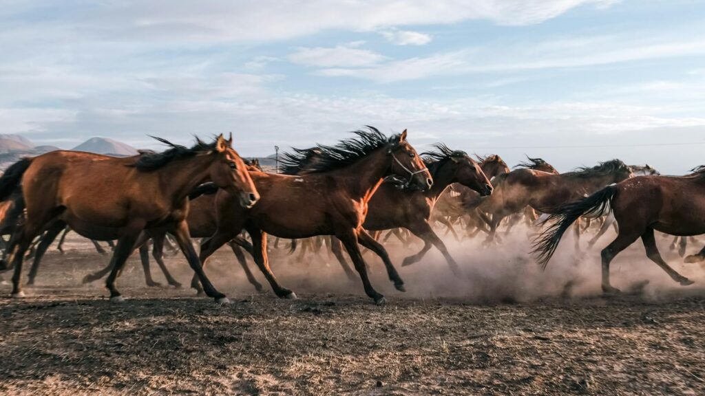 A herd of wild horses running across a dusty field in Hürmetci, Kayseri, Türkiye.