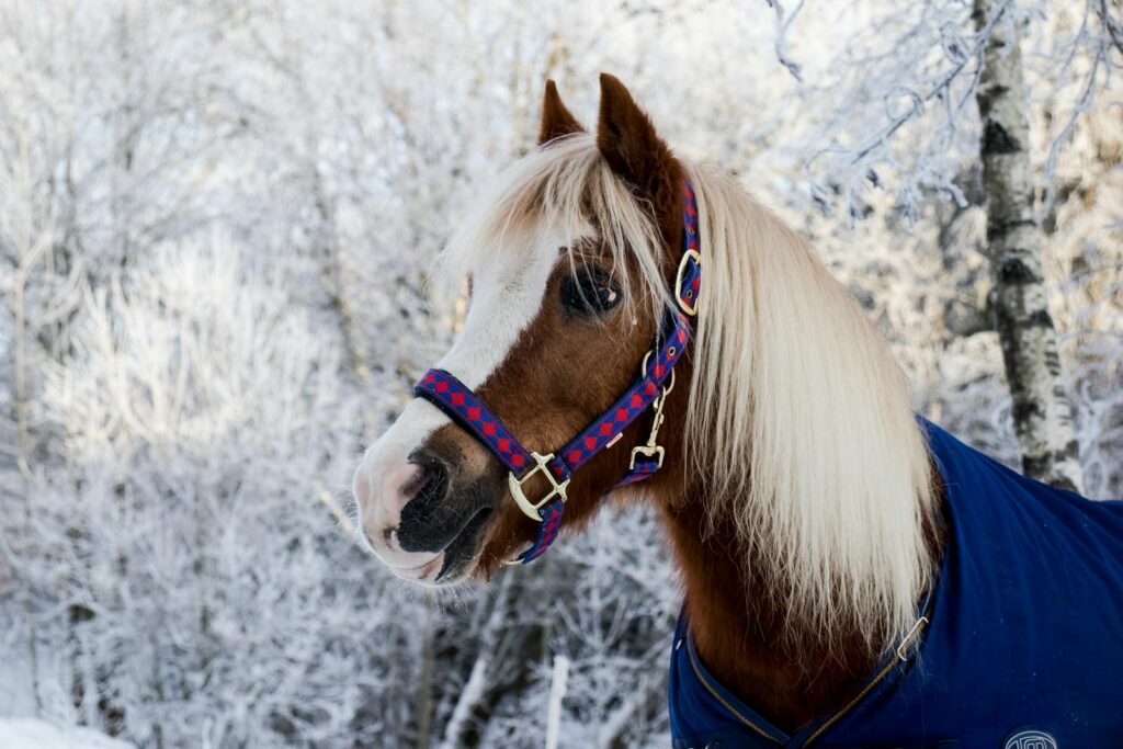 Horse wearing a halter in a snowy winter forest.