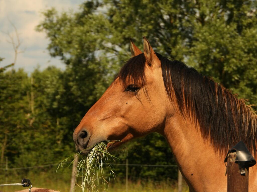 A majestic brown horse munches on grass in a vibrant outdoor pasture setting.