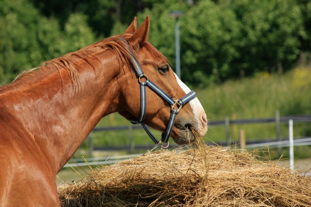 Close-up of a brown horse with a blue halter feeding on hay outdoors.
