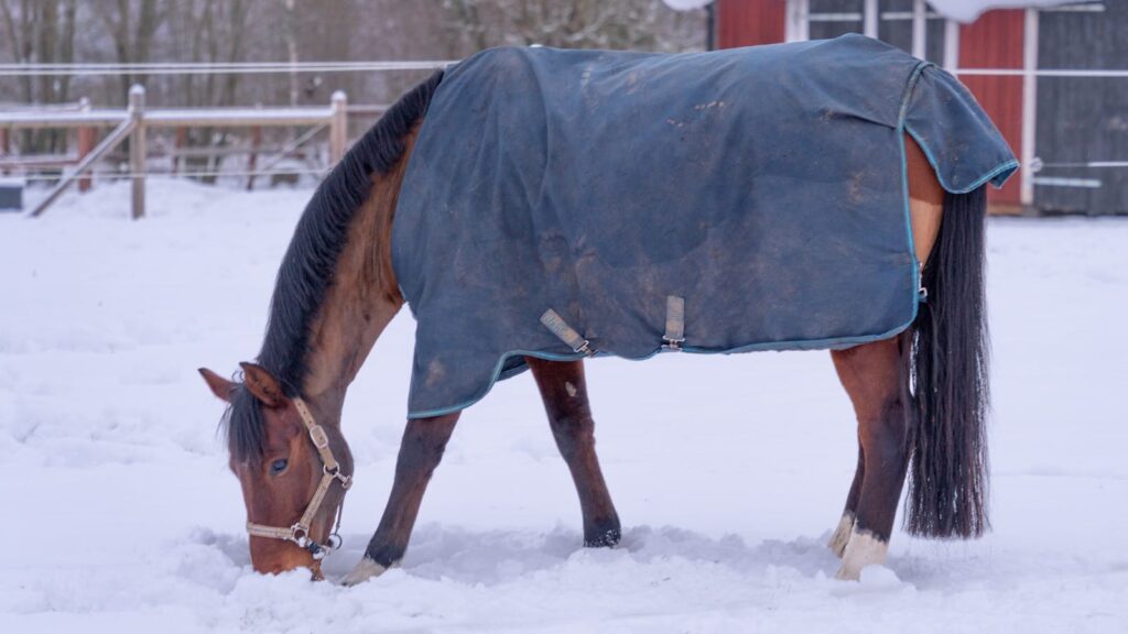 Brown horse wearing a blue blanket during winter