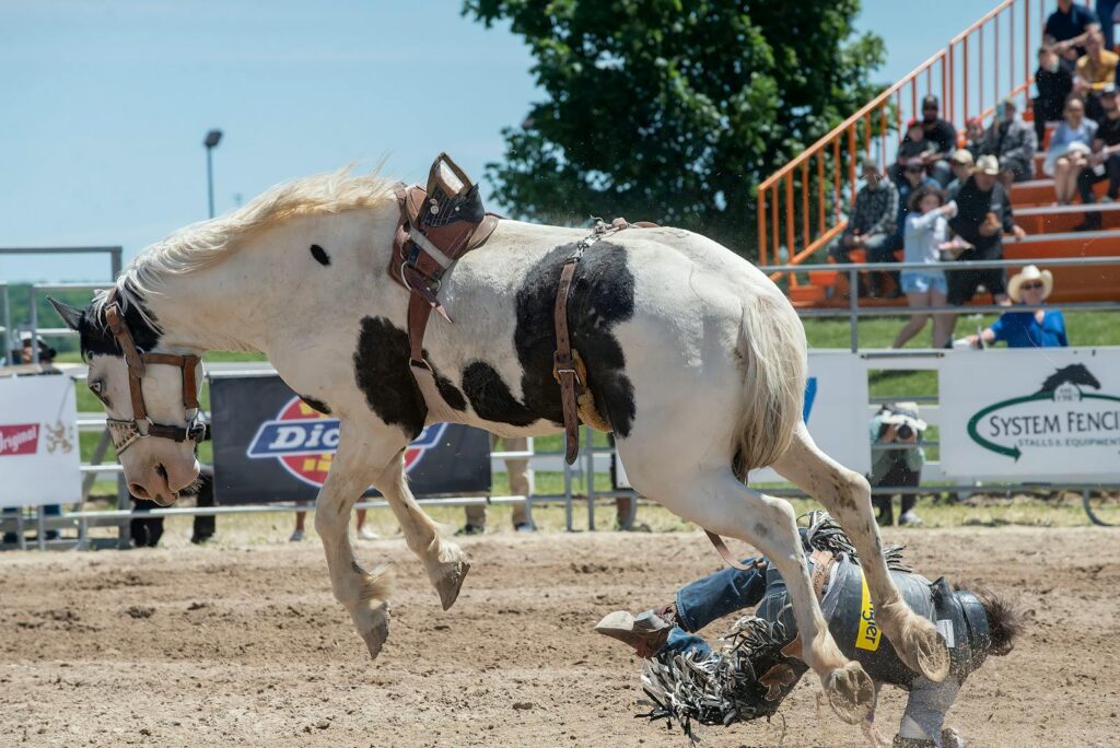 Rodeo moment capturing a horse bucking a cowboy off in an arena