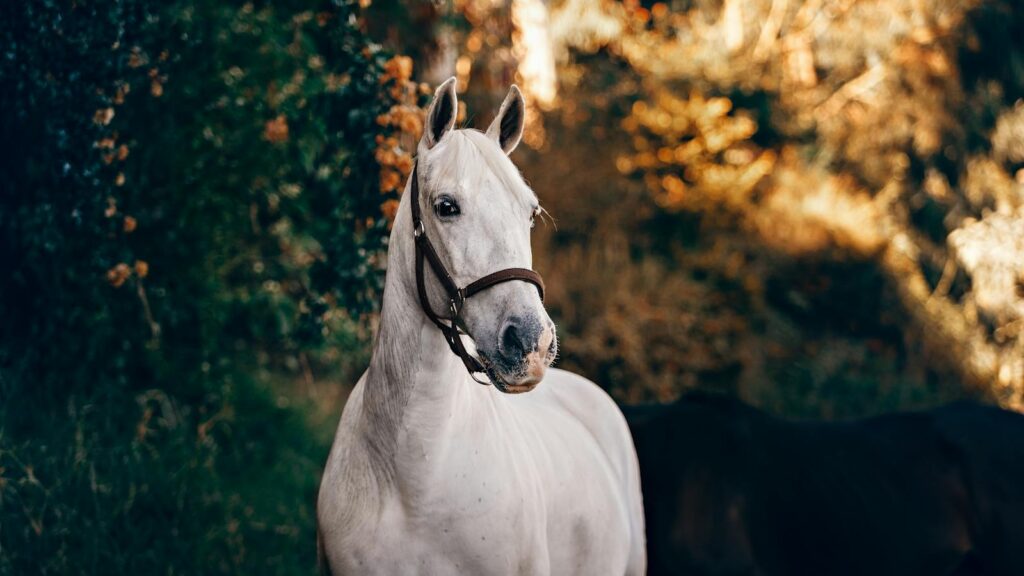 A beautiful white horse stands proudly in a sun-dappled Brazilian rural landscape.