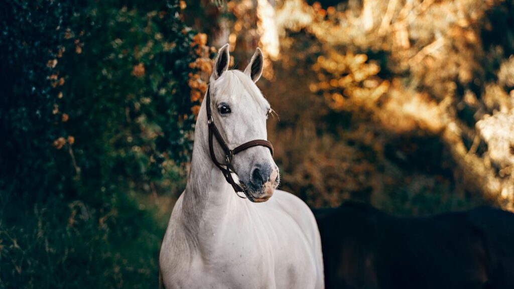 A beautiful white horse stands proudly in a sun-dappled rural landscape.