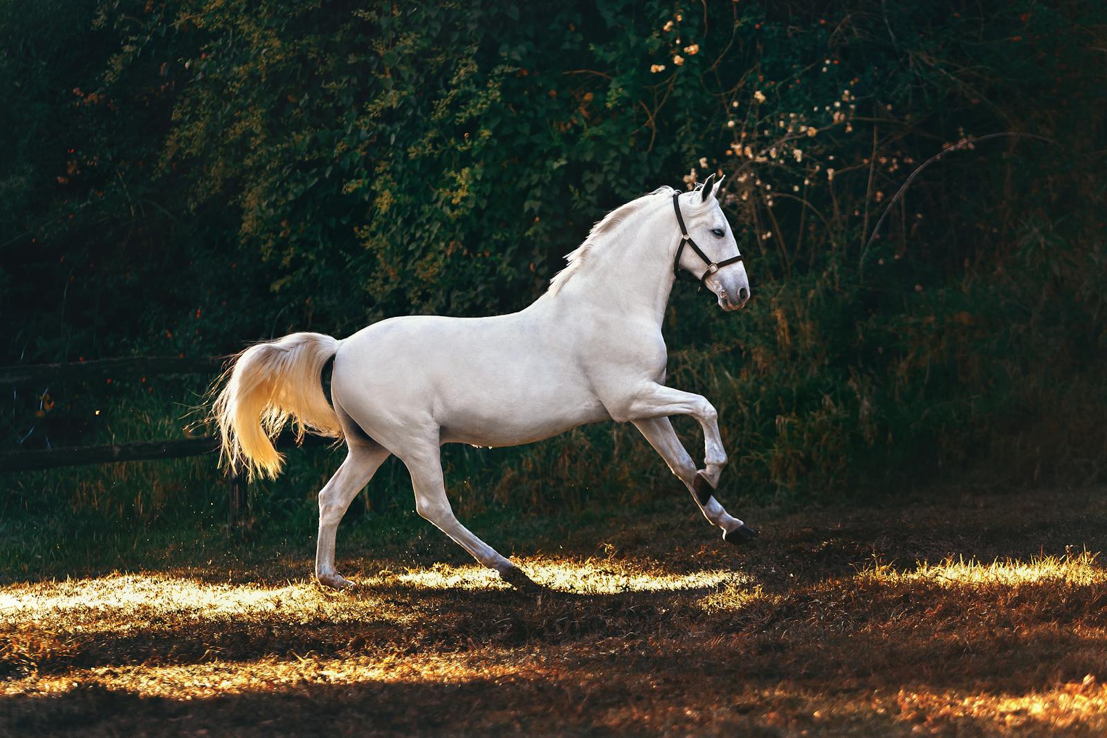 White horse galloping