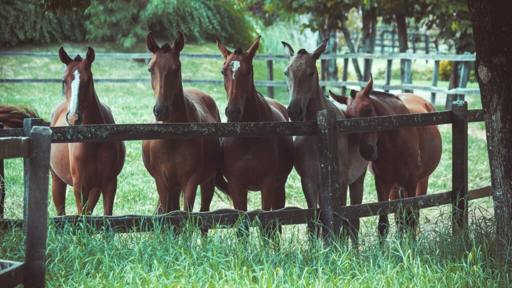 A group of horses standing behind a wooden fence on a sunny day in a lush green pasture.