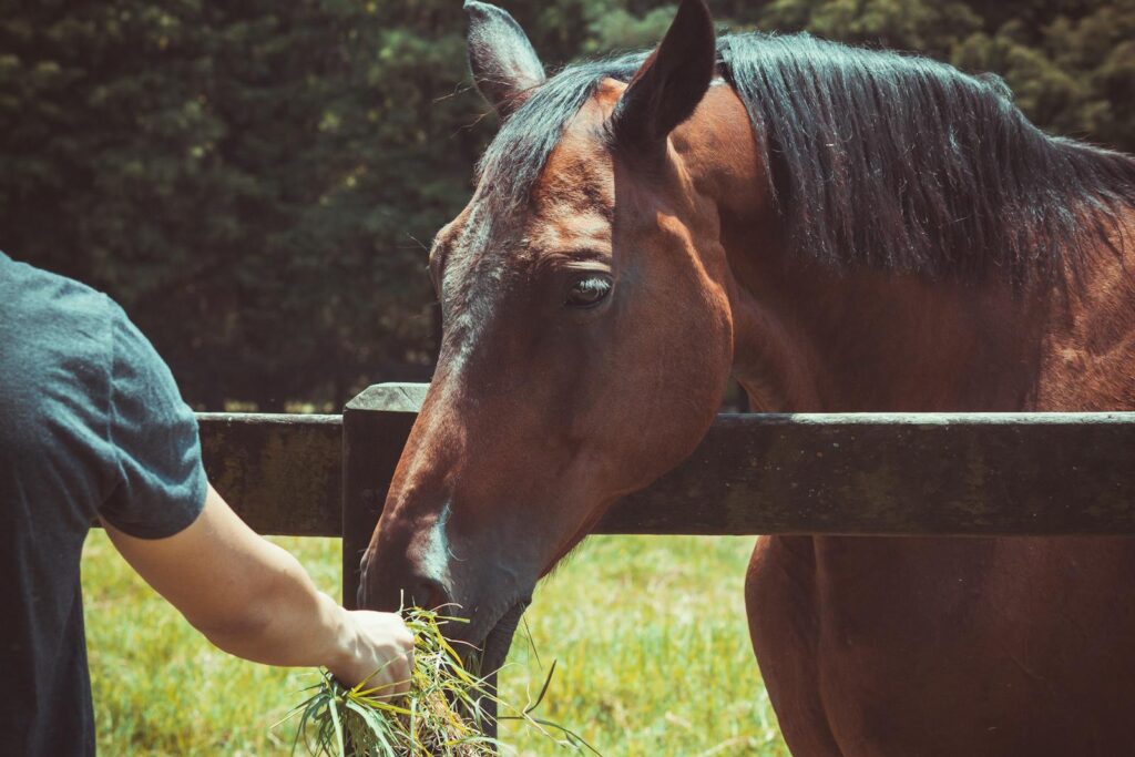 A person feeds a brown horse in a sunny outdoor pasture over a wooden fence.
