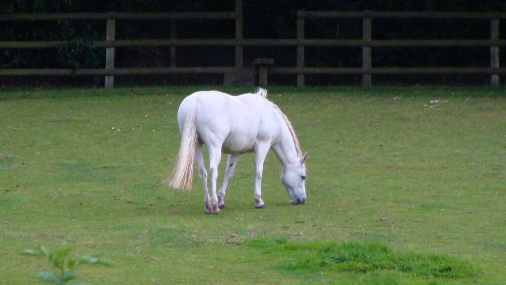 A white horse breezing in the field