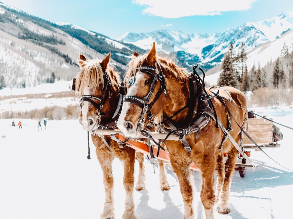 Two horses pull a sled in snowy Aspen with stunning mountain backdrop.