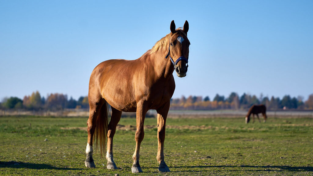 A brown horse standing in the green field