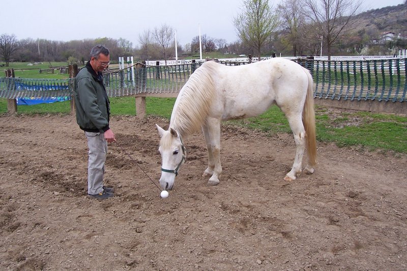 Horse clicker training