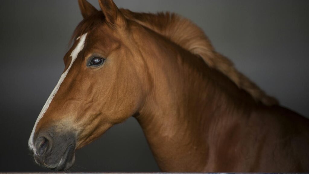 A brown horse with a white blaze