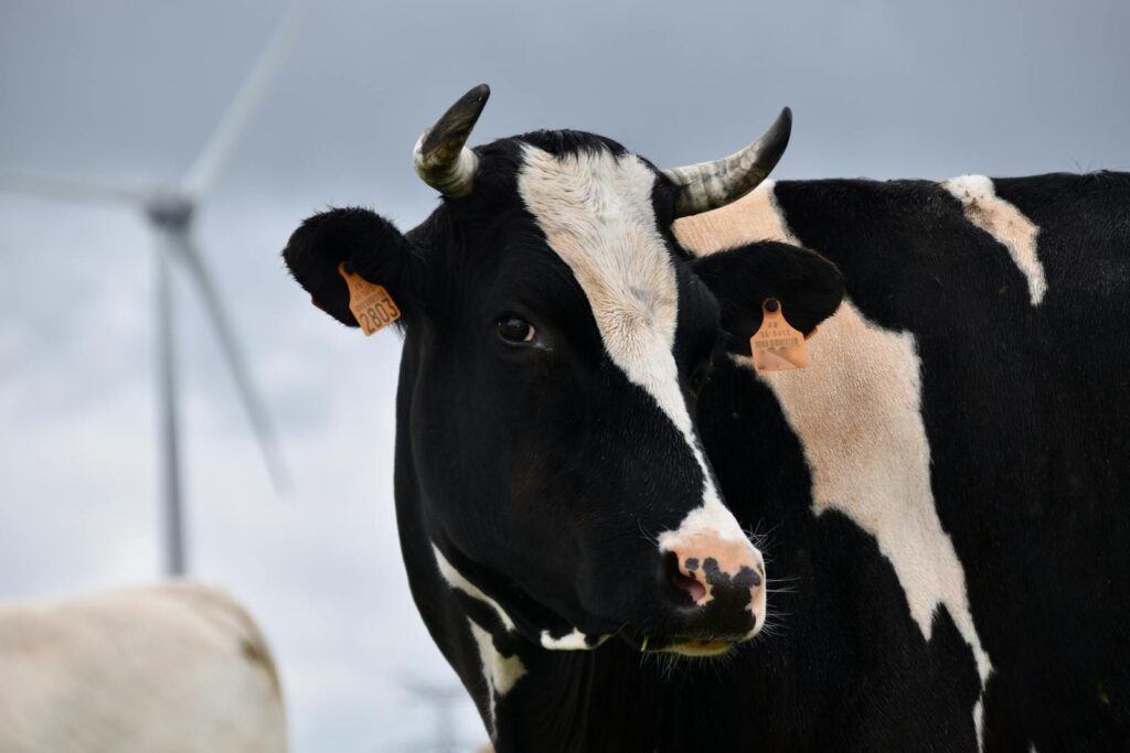 A black and white cow with ear tags stands near a wind turbine in a rural landscape.